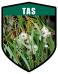 TAS State Flower Tasmanian Blue Gum Shield